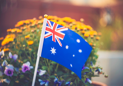 Australian flag with chrysanthemums in full bloom in a backyard on a bright summer day