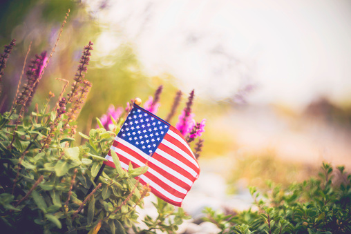 American flag with pink salvia and copy space. Memorial day background