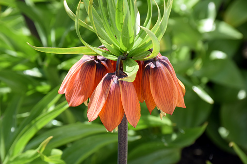 Fritillaria Meleagris Pictures Download Free Images On Unsplash