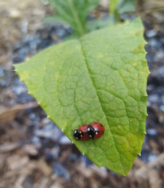 istock A couple of ladybugs 1396345378