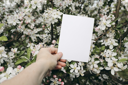 Woman's hand holding blank greeting, business card. White blooming apple trees in the garden, orchard. Spring wedding stationery mockup. Birthday celeberation, floral still life, blurred background.