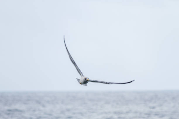 istock seagull flying high Tenerife, Canary Islands, Spain 1396349559