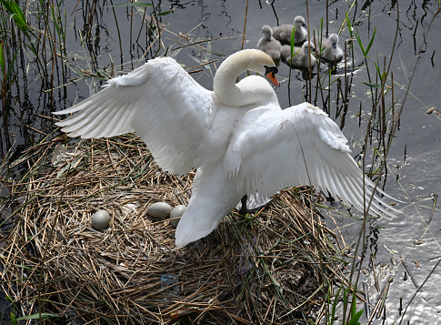 31 march 2021, Garche, Thionville Portes de France, Moselle, Lorraine, Grand Est, France. A female mute swan is standing on her nest. We can see the eggs she has laid in recent days.