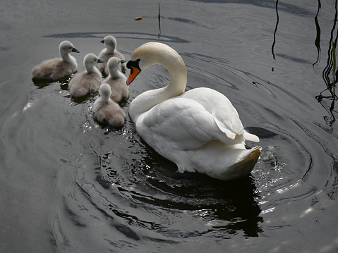 White swan portrait. Swan swimming on a river.