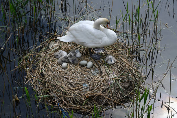 nido de swan - cisne blanco comun fotografías e imágenes de stock