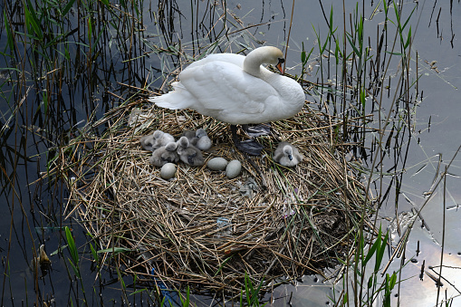 Urban Mute Swan newly hatched family  in the nest with eggs