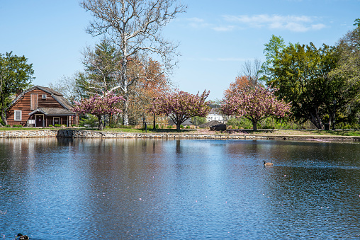 A view of flower trees in front of a waterfront