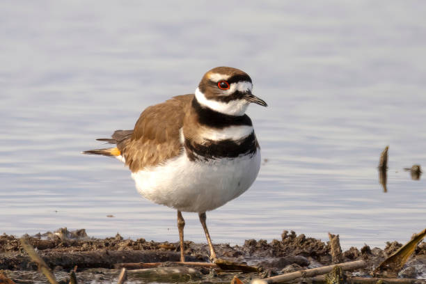 istock Killdeer bird, a large plover found in the Americas in Alberta, Canada during the spring. 1396352523