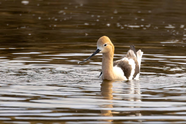 istock American avocet hanging on a lake in Alberta, Canada during the spring 1396352527
