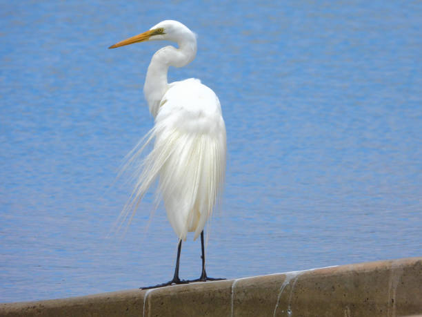 The Great Egret on a boat ramp