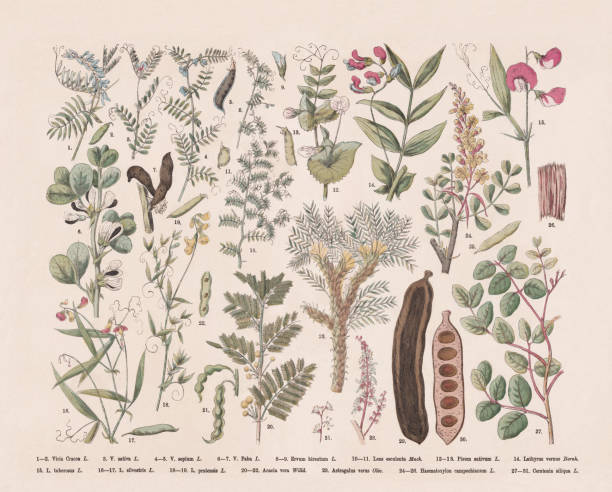 ilustraciones, imágenes clip art, dibujos animados e iconos de stock de plantas con flores (rosids), grabado en madera coloreado a mano, publicado en 1887 - algarrobilla de monte
