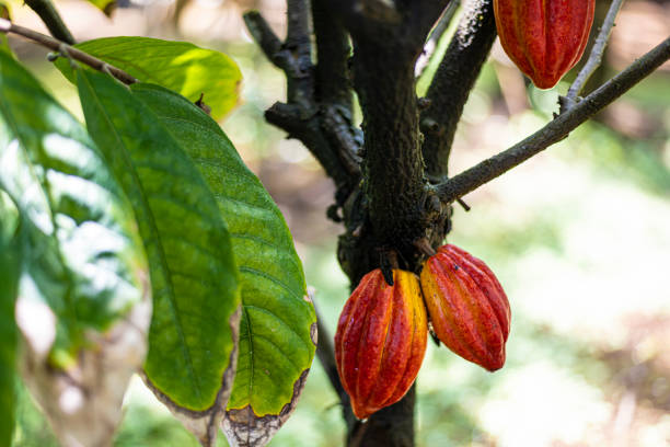 istock A lot of cocoa beans are growing on the tree 1396353400