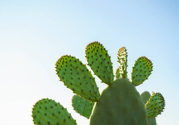 kaktusfeigen (opuntia ficus-barbarica) mit blauem himmel im hintergrund - kaktusfeige stock-fotos und bilder