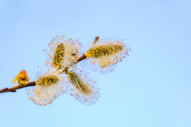 istock Salix cinerea or pussy willow tree on blue sky background. 1396355183