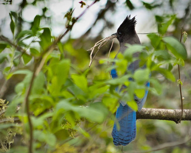 istock Steller's Jay holding sticks from its perch 1396355219