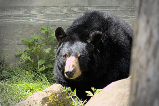 A black bear relaxes against a wooden wall in the sun