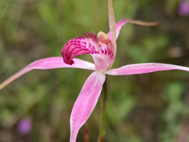 istock A pink spider orchid Caladenia harringtoniae 1396355241