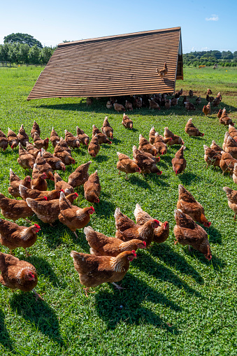 Group of white chickens in coops lined up in a row in factory at poultry farm