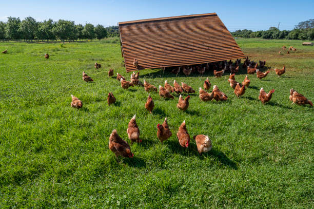 istock Free range chickens enjoy their pasture. 1396355819