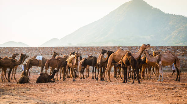 istock Camels at Pushkar Camel Fair (Pushkar Mela) in Pushkar, Rajasthan, India 1396356533