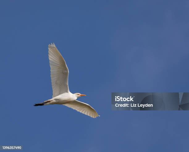 Cattle Egret Bubulcus Ibis Flying Against A Clear Blue Sky Stock Photo - Download Image Now