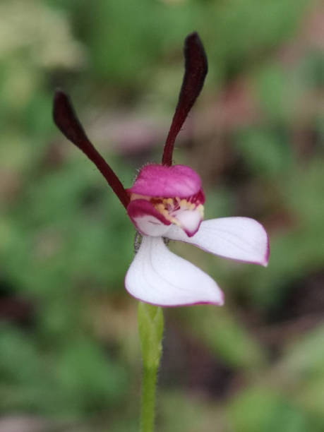 istock The Rabbit orchid with its cute little ears 1396358076