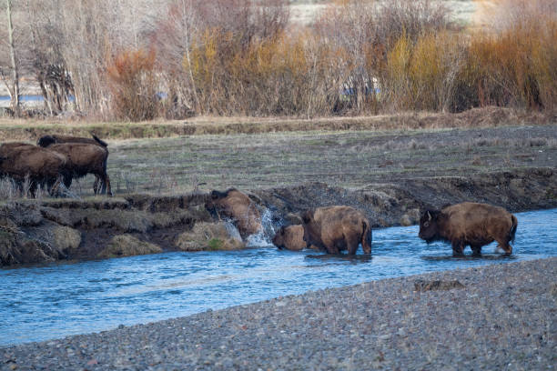 istock Bison herd crossing the Lamar River after coming quickly off steep mountain 1396358901