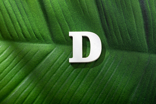 Uppercase letter D over forest tropical leaf