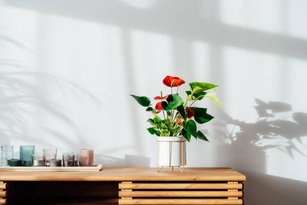 Modern minimalist Scandinavian style interior. Candles on tray and House plant red Anthurium in a pot on a wooden console under sunlight and shadows on a white gray wall. Living room design. Biophilia Modern minimalist Scandinavian style interior. Candles on tray and House plant red Anthurium in a pot on wooden console under sunlight and shadows on a white gray wall. Living room design. Biophilia anthurium stock pictures, royalty-free photos & images