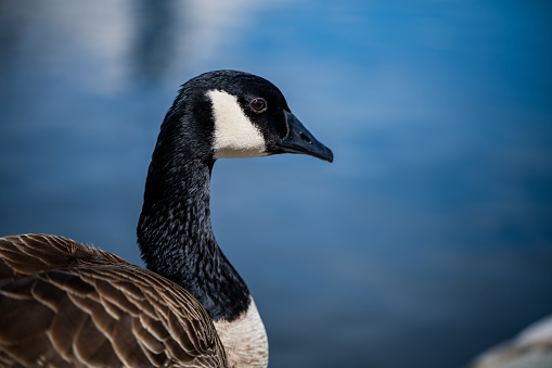 Brent Goose wading in Norfolk