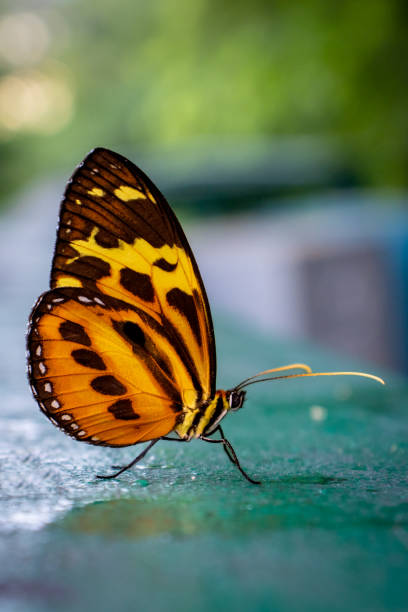 istock yellow and orange butterfly 1396359817