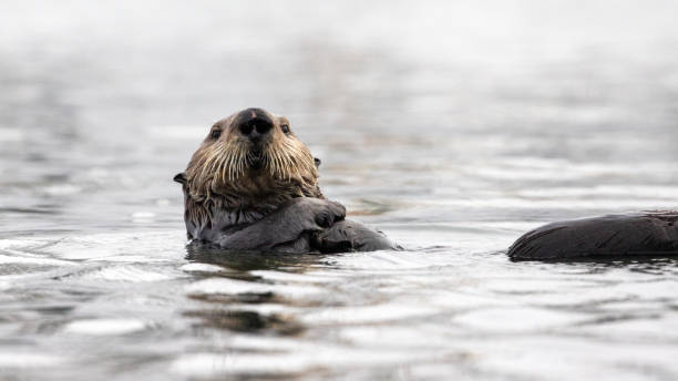 istock Sea Otter looking at camera while floating on its back in Morro Bay in Central California United States 1396359854