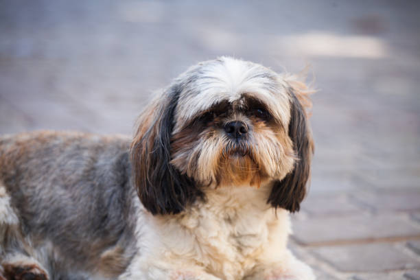 istock Shih Tzu mini dog portrait 1396362351