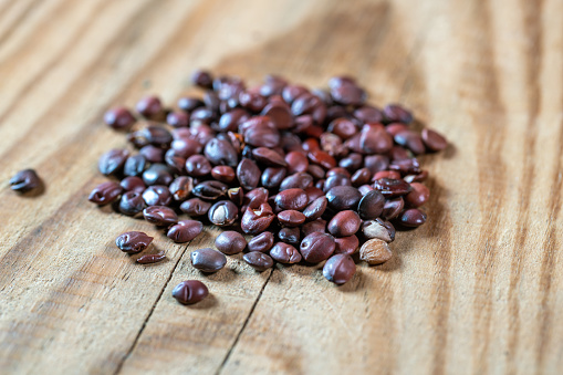 chinese medicine spina date seed