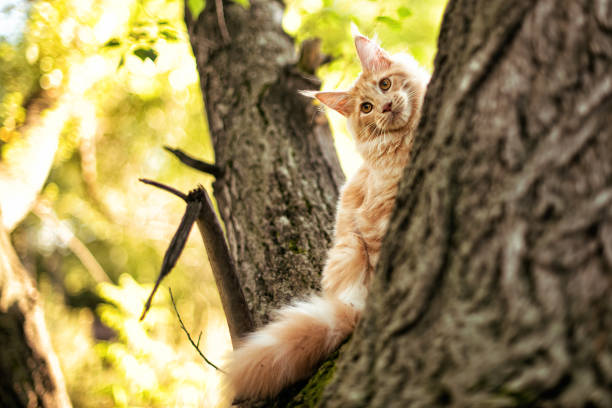 A big red maine coon kitten.