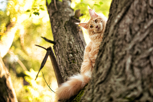 Cat Closeup shorthair cat sitting on cat tree or condo sitting on cat house