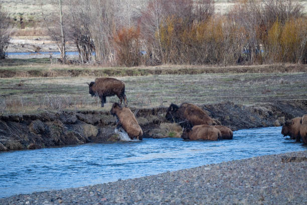 istock Bison herd crossing the Lamar River after coming quickly off steep mountain 1396363599