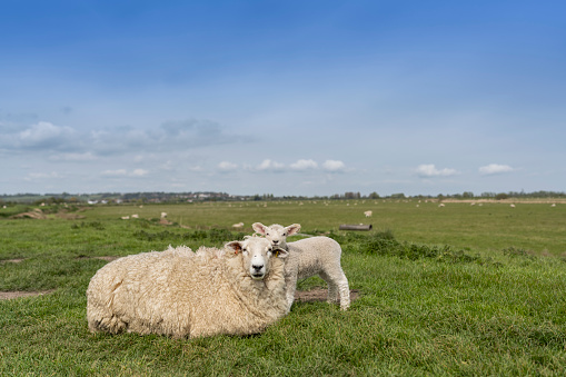 Flock of sheep in pasture and blue sky ,group of sheep eating grass in grassland farm, landscape of grass field