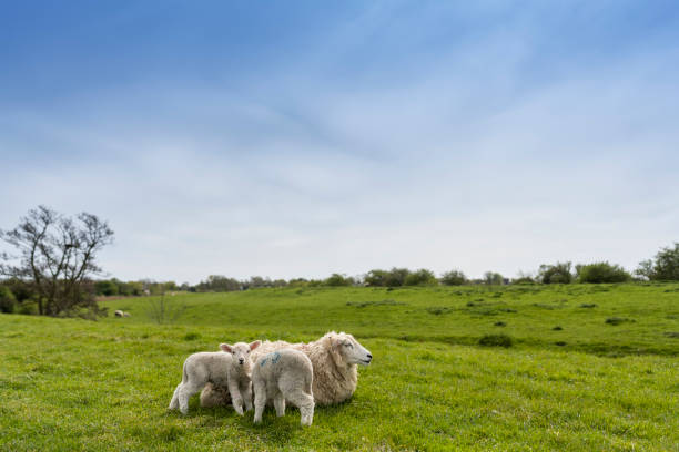 Sheep with two lambs in the pasture on a beautiful sunny day.