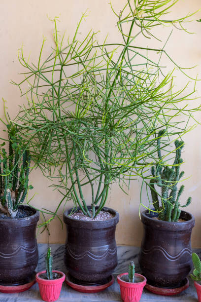 Pencil Cactus Stock Photos, Pictures & Royalty-Free Images - iStock Pencil Cactus Stock Photos, Pictures & Royalty-Free Images - iStock