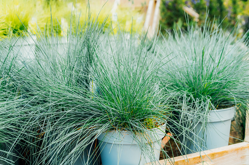 Seedlings in pots Blue fescue Intense Blue leaves Festuca glauca in plant pots in the garden center. Ideas for gardening and planting in a new season. Selective focus