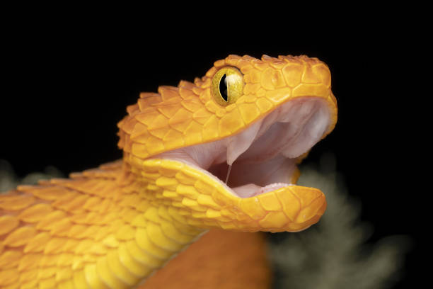 istock Venomous Bush Viper showing fangs 1396367068