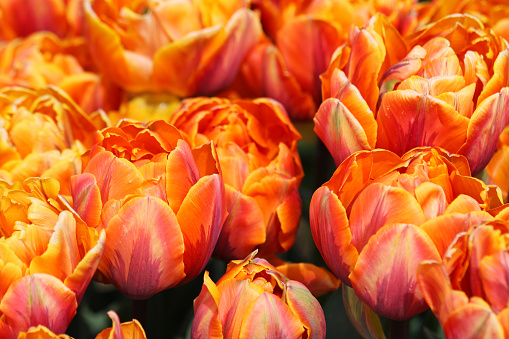 A close-up of orange multi-colored tulips, with ruffles on their petals