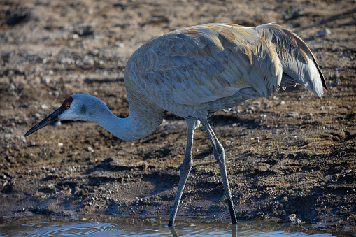 crowned crane