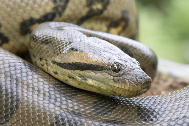 Close up of a large Green Anaconda snake stock photo