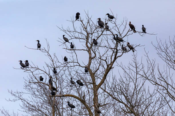 istock Flock of Double crested cormorants ( Phalacrocorax auritus ) 1396370480