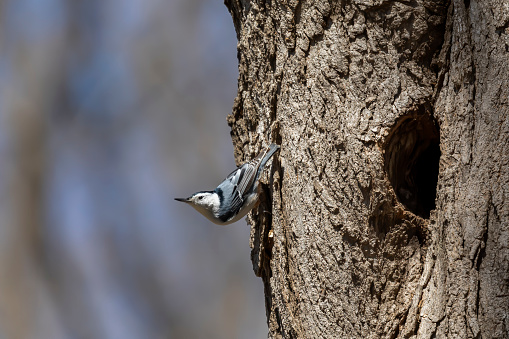 The white-breasted nuthatch , male at the nesting cavity