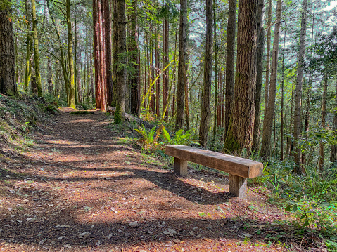 Hiking trail in redwood forest in northern California
