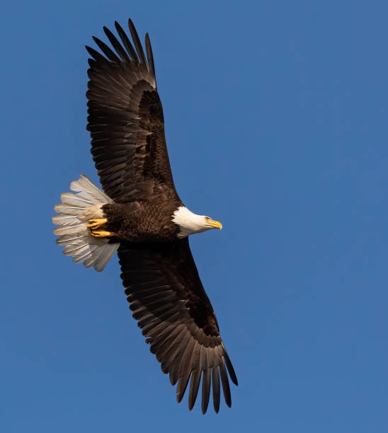 Bald Eagle in flight in the blue sky Spring time is the best time to see Bald Eagle in the south of Montreal spread wings stock pictures, royalty-free photos & images