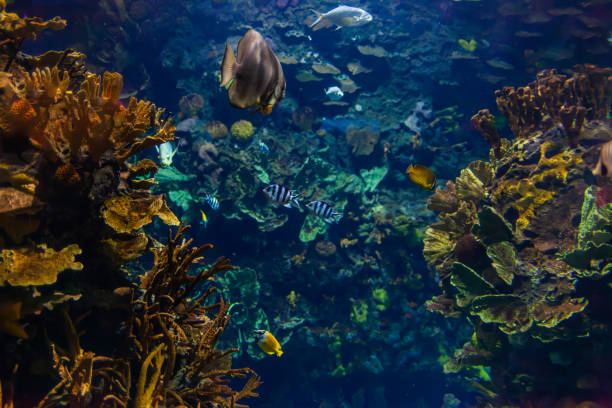 istock Underwater world with corals and tropical fish. 1396377153